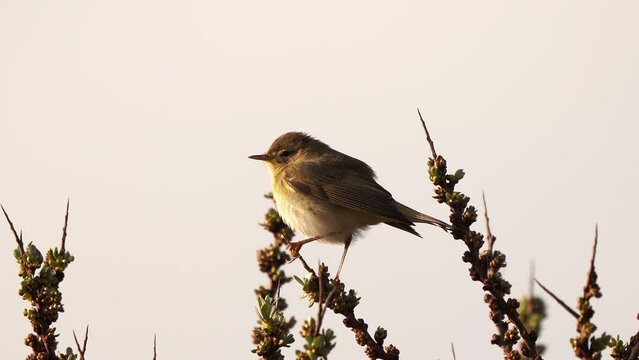 A Willow Warbler (Phylloscopus trochilus) singing loudly in a shrub in early spring