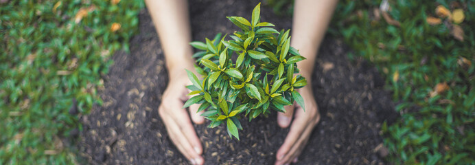 Young man transplanted small seedlings into mineral rich potting soil and prepared to water the...
