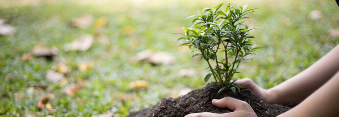 Young man transplanted small seedlings into mineral rich potting soil and prepared to water the...