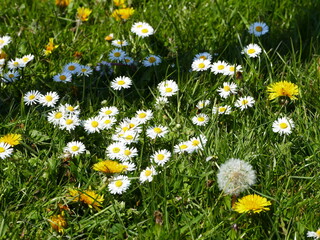 Beautiful daisies and dandelions on a meadow