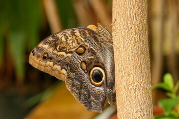 Gewöhnlicher Bananenfalter