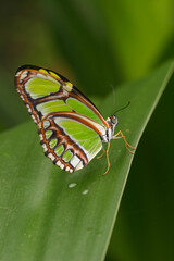 Pracht Passionsfalter