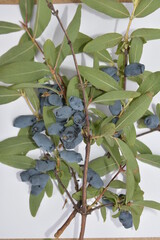 Fresh ripe blue honeysuckle berries on the branch. Berries of a honeysuckle with leaves .
