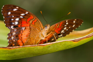 Leoparden Netzflügler