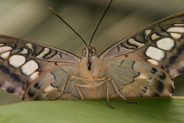 Segler