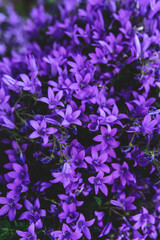 Fototapeta na wymiar Beautiful natural background with purple flowers close-up.