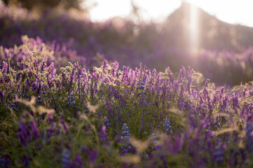 Obraz premium Lupine at Folsom Lake