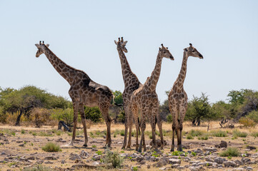 Naklejka na ściany i meble Group of four giraffes in Etosha National Park Namibia Africa