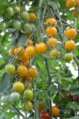 ripening tomatoes in the greenhouse
