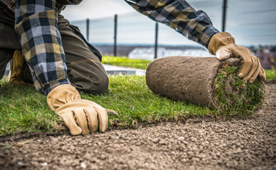 Landscaping Worker Installing Natural Grass Turfs Lawn