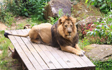 Asian Male Lion resting on a wooden platform, with a natural bush background