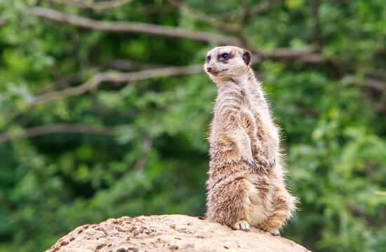 Meerkat standing on hind legs on  a large boulder keeping a look-out