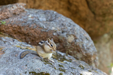 Wild striped siberian chipmunk sitting on the boulder.