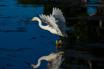 Snowy Egret (Egretta thula) Taking Off in Flight
