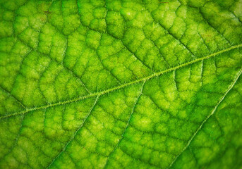 Fototapeta na wymiar Green leaf, plane tree, natural macro shot.