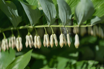 Polygonatum odoratum, angular Solomon's seal or scented Solomon's seal, a beautiful rhythmic plant