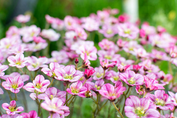 Blooming decorative Saxifrage moss with pink flowers. Floral background, wallpaper. Side view.