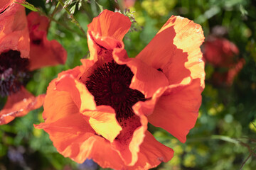 Fototapete bei efototapeten.de bestellen   