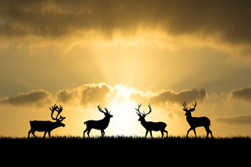 Silhouette deer in the meadow with beautiful natural light. for use as a background