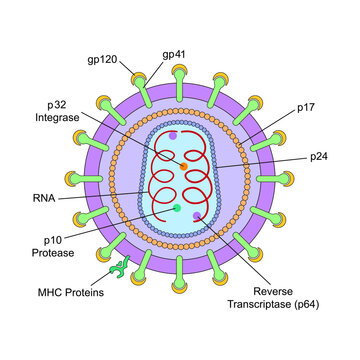 Scientific Designing of Human Immunodeficiency Virus (HIV) Structure. Colorful Symbols. Vector Illustration.