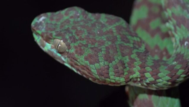 Close Up Shot of Beautiful Highly Venomous Trimeresurus venustus Snake On Dark Background