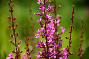 Blooming purple Meadow or Mealy cap sage in the foreground. blurred soft lush green background.  summer garden scene. Salvia Farinacea. gardening and landscaping concept. selective focus.