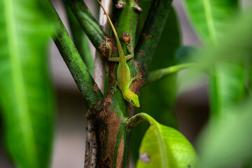 Green lizard climbing stem