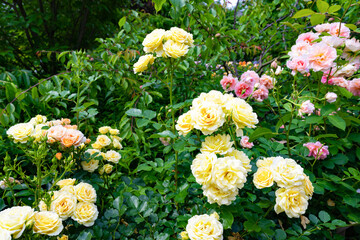 神奈川県横浜市　横浜イングリッシュガーデンのバラ