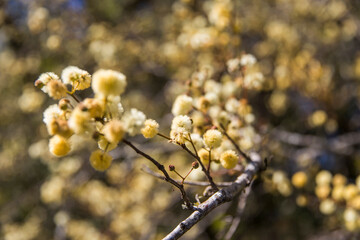 flowering tree in spring in the field