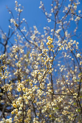 flowering tree in spring in the field