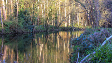 reflection of trees in the water