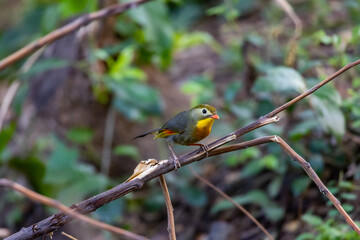 red-billed leiothrix or Pekin robin or Pekin nightingale or Japenese nightingale or Japanese robin...