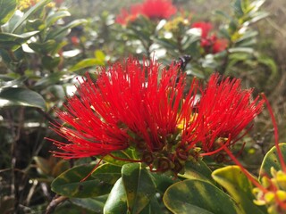 Oh'ia blossoms are vibrant red on the island of Hawai'i
