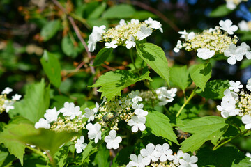 cetonia bug on viburnum flowers, close-up