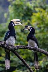 Couple of oriental pied hornbill, sunda pied hornbill and indo malayan pied hornbill.