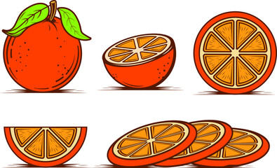 Orange vector illustration. Modern style. half, full, cut, and Oranges. Vintage hand drawing fruit