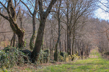 Fototapeta na wymiar walking in the forest during spring