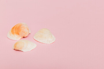 Beach seashells on colored background. Mock up with copy space