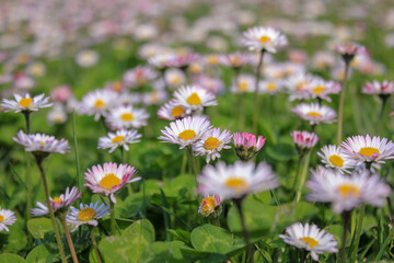 Fototapeta premium wild flowers in a field in spring