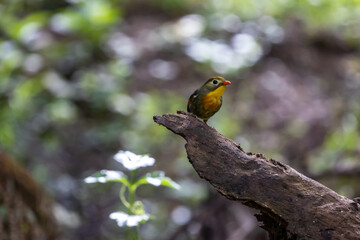 red-billed leiothrix or Pekin robin or Pekin nightingale or Japenese nightingale or Japanese robin (Leiothrix lutea) perching on stump eating worm.
