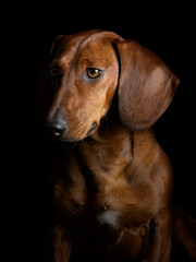 Portrait of a brown smooth-haired dachshund standing in a studio