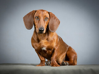 Brown smooth-haired dachshund sitting in a studio