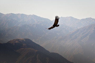 Andean condor (Vultur gryphus) soaring over the Andes montains near Tupungato, province of Mendoza, Argentina. - obrazy, fototapety, plakaty