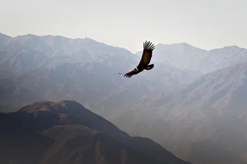 Fototapeten Andean condor (Vultur gryphus) soaring over the Andes montains near Tupungato, province of Mendoza, Argentina. © Hernan Schmidt