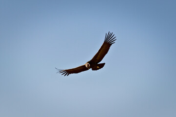 Andean condor (Vultur gryphus) soaring near Tupungato, province of Mendoza, Argentina.