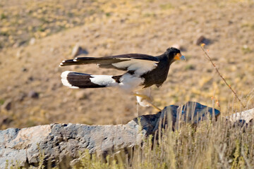 Obraz premium Mountain caracara (Phalcoboenus megalopterus) about to take flight, spotted near Tupungato, province of Mendoza, Argentina.