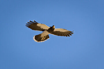 Mountain caracara (Phalcoboenus megalopterus) in flight, spotted near Tupungato, province of Mendoza, Argentina.