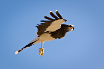 Mountain caracara (Phalcoboenus megalopterus) in flight, spotted near Tupungato, province of Mendoza, Argentina.