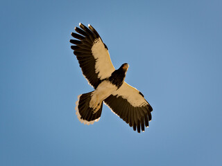 Mountain caracara (Phalcoboenus megalopterus) in flight, spotted near Tupungato, province of Mendoza, Argentina.