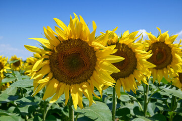 sunflower in the field